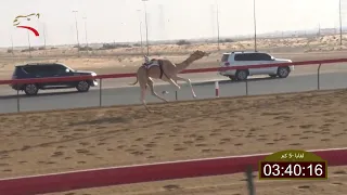 سباق اللقايا سيف العرب 12 11 2022 ش14 الهبيبه لـ سيف معيوف سالم الدرعي 7 40 