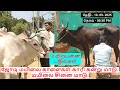 Download Lagu 3-விற்பனை பதிவுகள்.ஜோடி மயிலை காளைகள்.காரி கன்று மாடு.மயிலை சினை மாடு.