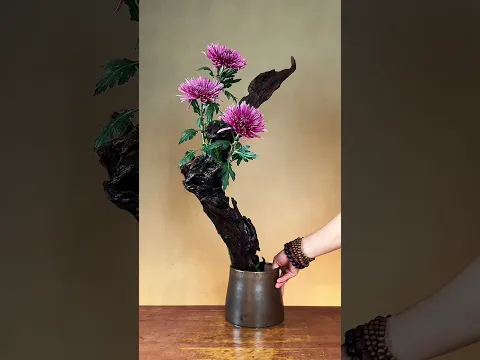 花开不并百花丛，独立疏篱趣未穷。#diy #中式插花#东方美学 #龚先生插花#中式插花教程
