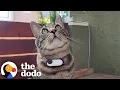 Download Lagu Cat Who Loves Gifting Trash Tries To Win Over His Cat Crush | The Dodo