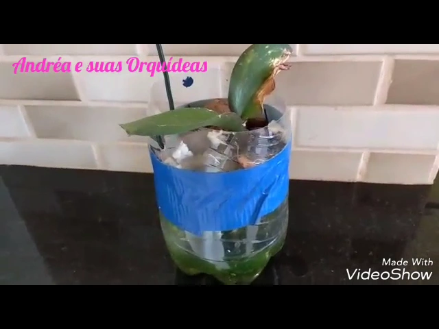 COMO SALVAR ORQUIDEA EM VASO PET
