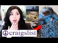 Pet YouTuber Reacts to PET ADS On Craigslist