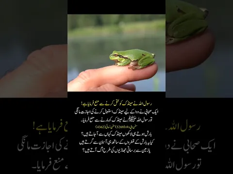 From Where Frogs Come Immediately After Rain