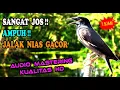 MASTERAN JALAK NIAS GACOR FULL ISIAN