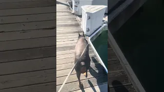 Good morning! Hope you have an amazing Monday ! #fyp #dream #pets #doberman #vlog