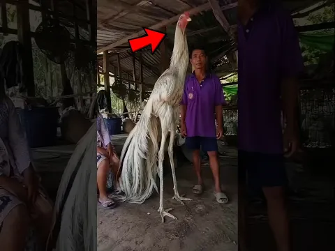 TOP 5 ANIMAIS QUE NUNCA PARAM DE CRESCER!