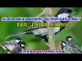 Download Lagu Suara pikat burung gelatik batu ribut