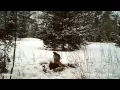 Hawk Eating Deer