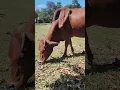Download Lagu #emcobanglongvequemecunganh #automobile #failgag #cow #hilariousfails #reels #farming #animals #natu