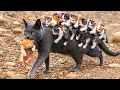 Lagu Where is this cat mom taking her kittens? The truth is truly heartwarming. ❤🥰😘😘👍