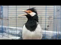 Pancingan Jalak Suren Gacor Mompa Full Isian - Masteran Suara Burung Jalak Gacor Full Isian Mewah