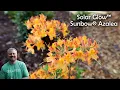 Solar Glow Sunbow Azalea - Almost Everyone Can Grow This