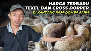 sheep prices at the pasuruan sheep king pen