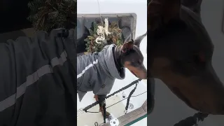 #Fyp #dream #pets #doberman #life