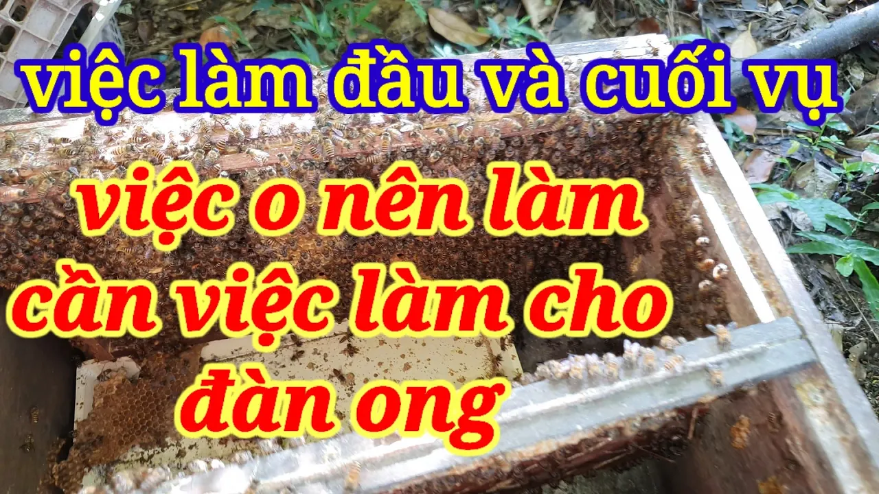 Tằng tằng cho đàn ong lên dốc