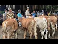 Download Lagu 7.800‼️OBRAL MURAH JANTAN BAKALAN \u0026 PEDETAN | Pasar Sapi Tuban