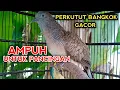 Download Lagu PERKUTUT BANGKOK GACOR UNTUK PANCINGAN AGAR PERKUTUT BANGKOK CEPAT BUNYI 