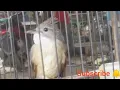 Download Lagu #cara membedakan burung jenggot Sumatra / Medan dengan burung jenggot jawa