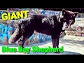 GIANT Size Blue Bay Shepherd - What s it Like to Own One