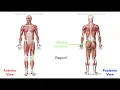Anatomy Muscular System Organization Quiz
