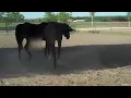 Horse Mating Close Up Check Your Horses Before Mating