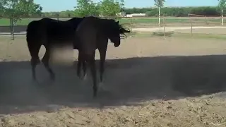 Horse Mating Close Up Check Your Horses Before Mating
