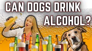 how much beer wine vodka alcohol is lethal for your dog vet explains