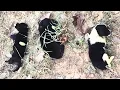 Download Lagu 4 Puppies Abandoned to Die in the Heat—Only 1 Survived and Begged to Live...