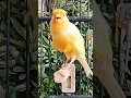 Download Lagu Canary AF gacor tembakan rol panjang dahsyat#canary#canarygacor#canario#birds #canaris#canarisinging