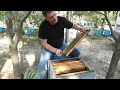 Download Lagu When, how and why to reduce the bees' nest for feeding with sugar syrup.