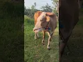 Download Lagu Bella makan rumput #ssfarm #kandangssfarm #sapisehatfarm #peternakansapi #sapisimentalsuper #sapi