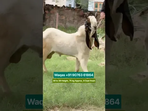 Jabardast Kota Bakra 💥🤩 #bakraeid #bakraeid2026 #bakraeidspecial #bakra #goats #trending #biggoats