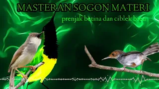 masteran sogon materi prenjak betina dan ciblek