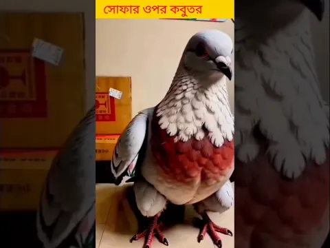 সোফার ওপর কবুতর #shorts #spiderman #funny