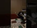 Kitty playing with the pillow