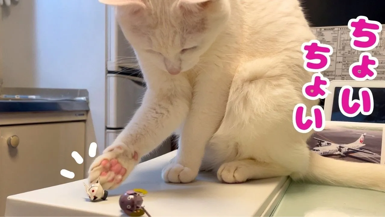 どうしても落としたくてちょいちょいが可愛い猫