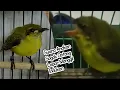 Download Lagu Suara Anakan Sogok Ontong Lapar Pikat Indukan _ Sogon