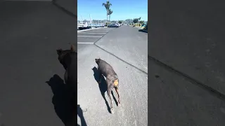#fypシ #Fyp #Dream #doberman #pets