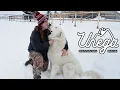 Meet the Adoptable Dogs at Unega Mountain Dog Rescue Bellevue Idaho
