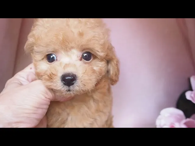 動画