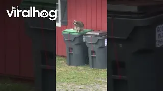 Raccoon Frustrated It Can't Open Garbage Can || ViralHog