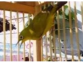 Download Lagu Buah Dan Sayuran Yang Bermanfaat Untuk Burung Pleci Agar Suara Keras