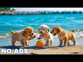 Download Lagu 12 Hours of Dog Calming Music for Anxiety 💖 Anti Separation Anxiety Relief Music 🐶🎵 dog music