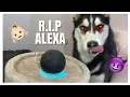 My Talking Husky TAKES DOWN Alexa