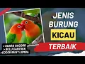 Jenis Burung Kicau Yang Mudah dipelihara Pemula