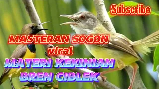 masteran sogon viral materi bren ciblek jernih
