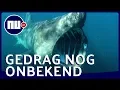 Download Lagu Eerste keer reuzenhaaien gefilmd voor Schotse kust | NU.nl