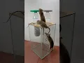 Lagu Best homemade mouse trap ideas // Mouse trap 2#rat #rattrap #mousetrap #shorts