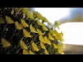 Stock Image Flowers