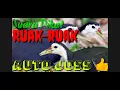Download Lagu Suara Pikat Ruak-ruak Auto Joss👍👍👍 MP3